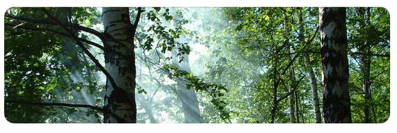 Reiki Courses - a peaceful wood